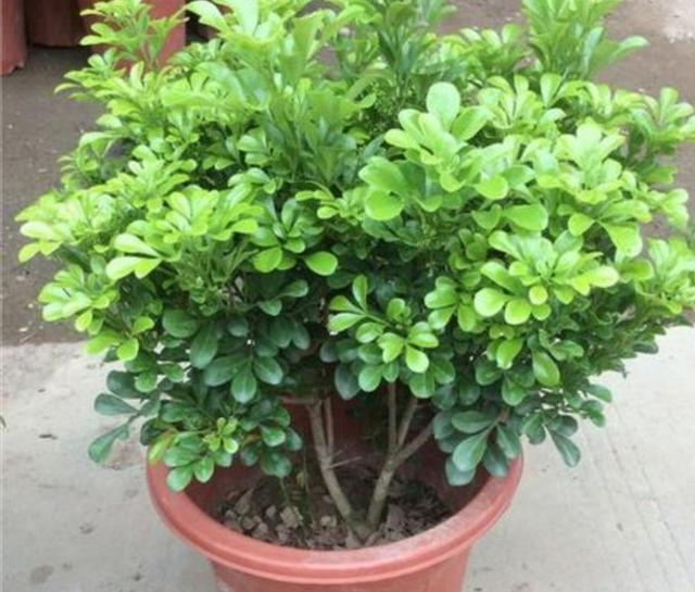 家庭养米兰，出现不开花、开花少现象，找准这几个原因