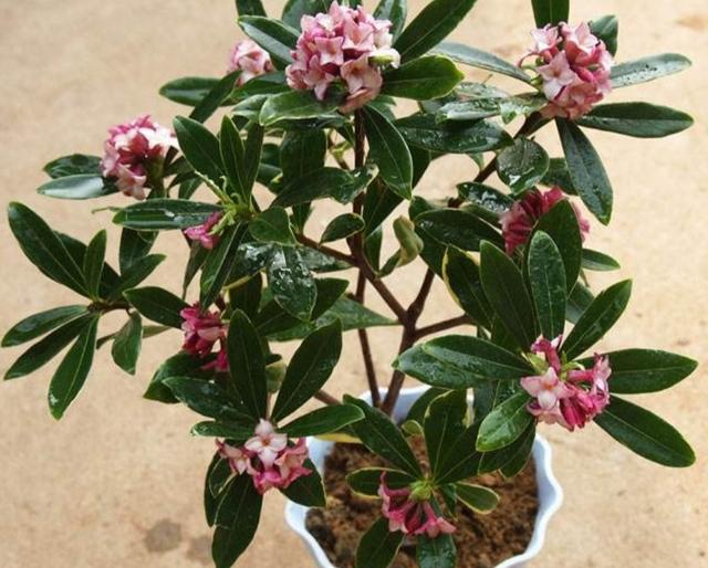 冬天养金边瑞香，经常补充1种促花肥，开花更多，花香更浓