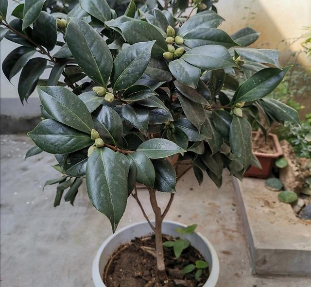 茶花孕蕾太多，要及时合理疏蕾，否则容易出现落蕾，影响开花