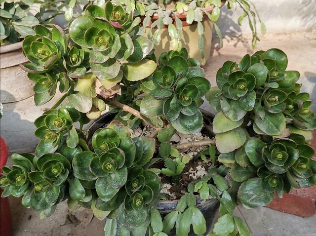 11月下旬，长寿花还没长花苞，马上采取3个促蕾措施