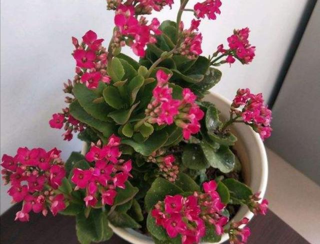 11月下旬，长寿花还没长花苞，马上采取3个促蕾措施