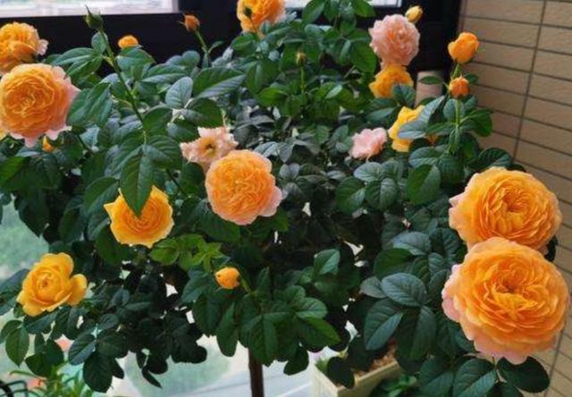 养月季花，冬春季节做好这些细节，长势旺盛，开花更艳丽