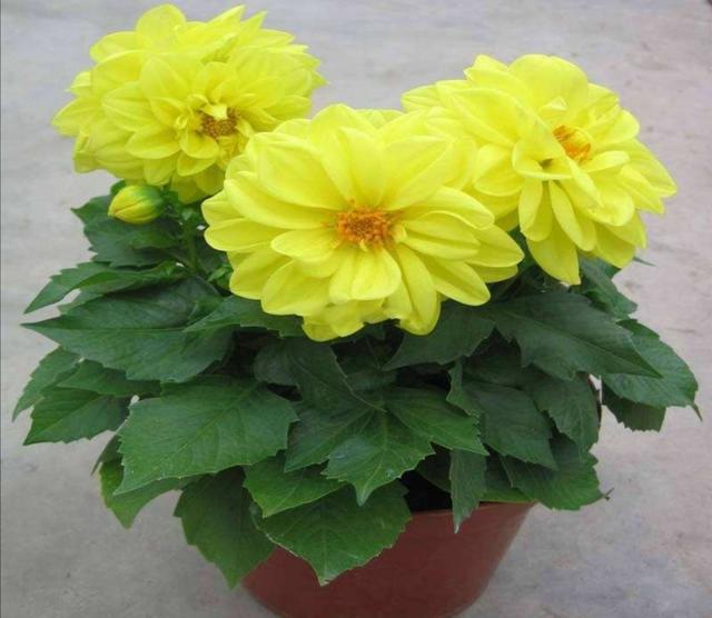 家中养1种花，花朵硕大，花色鲜艳，比长寿花还漂亮