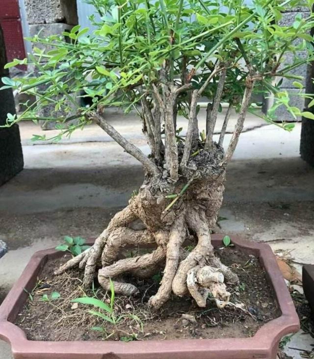 野外迎春做盆景，上盆养桩要注意这些细节，才能提高成活率