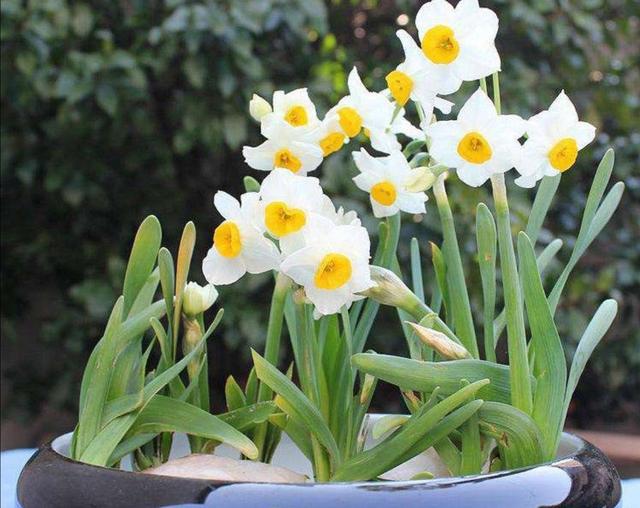 室内养盆水仙花，春节期间开花，优雅大方，花香怡人