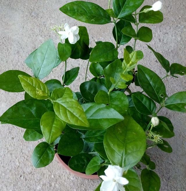 冬天茉莉花出现落叶，多与这几个原因有关，养护时要多注意