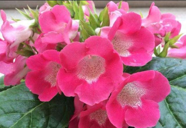 阳台养上1种花，从春开到秋，花朵硕大又漂亮