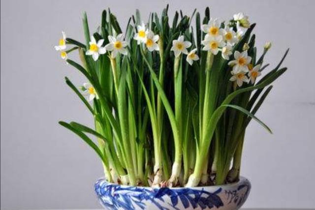 室内养盆水仙花，春节期间开花，优雅大方，花香怡人