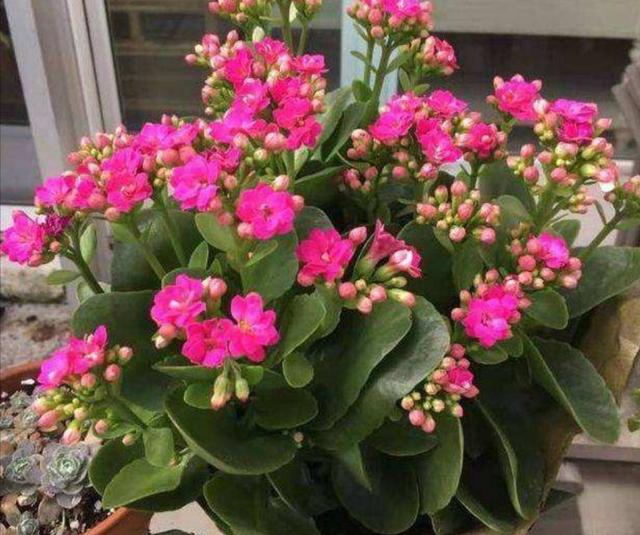 11月下旬，长寿花还没长花苞，马上采取3个促蕾措施