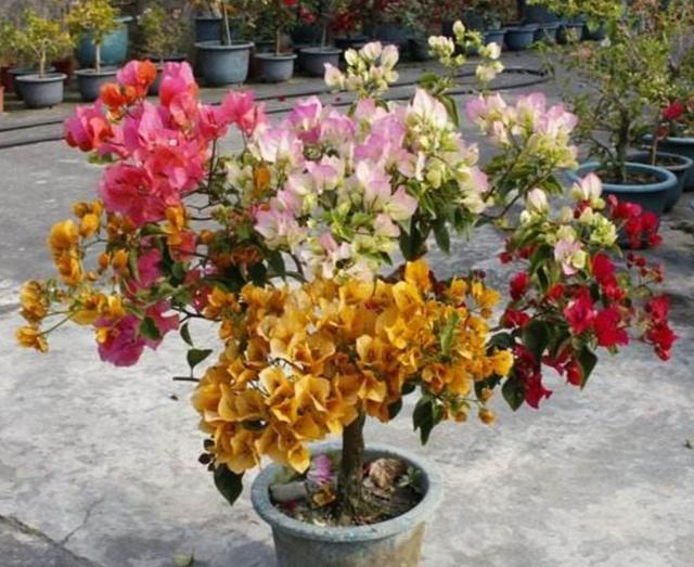 养什么花最省心，3种耐旱的花卉，旱着养开花更美艳