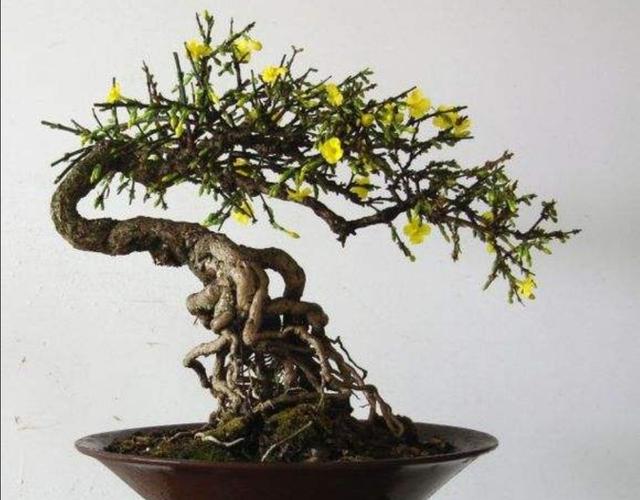 野外迎春做盆景，上盆养桩要注意这些细节，才能提高成活率