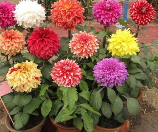 家中养1种花，花朵硕大，花色鲜艳，比长寿花还漂亮
