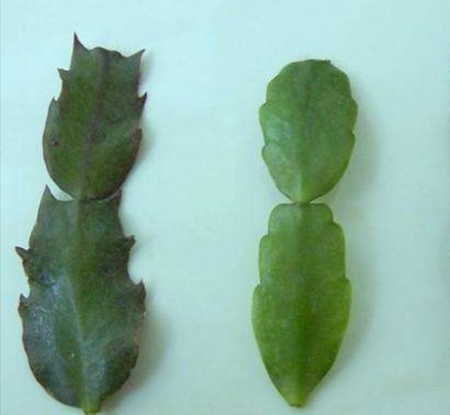 养了多年的蟹爪兰，原来是这种植物，长得也太像了