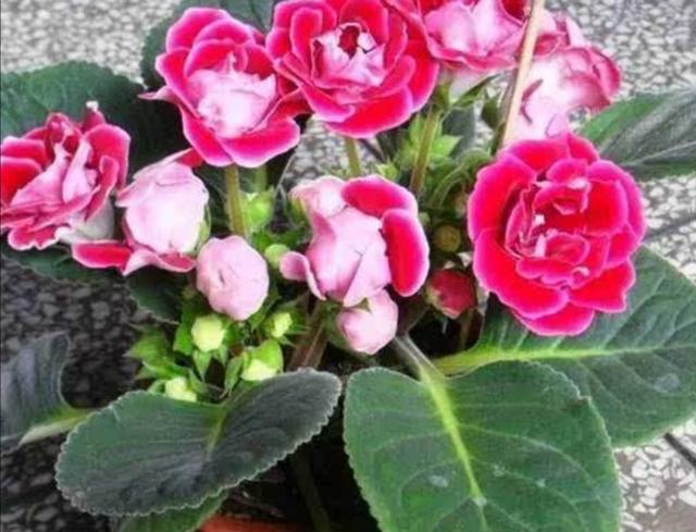 阳台养上1种花，从春开到秋，花朵硕大又漂亮