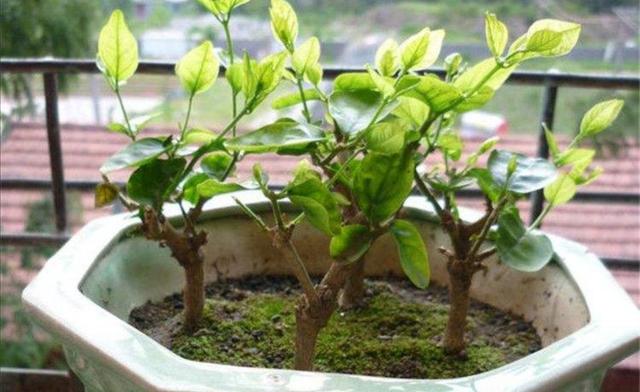 冬天茉莉花出现落叶，多与这几个原因有关，养护时要多注意
