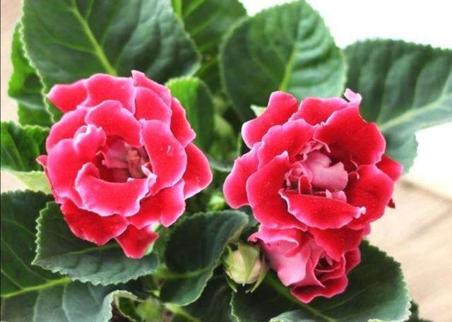 阳台养上1种花，从春开到秋，花朵硕大又漂亮
