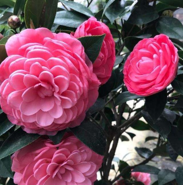 茶花孕蕾太多，要及时合理疏蕾，否则容易出现落蕾，影响开花