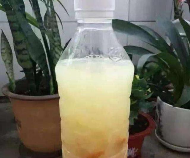 家庭养花，常浇4种“营养水”，叶子浓绿光亮，开花更多