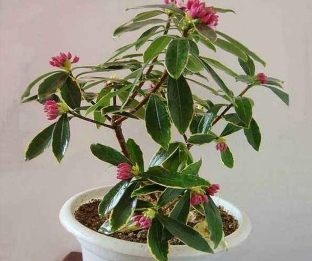 冬天养金边瑞香，经常补充1种促花肥，开花更多，花香更浓