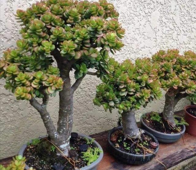 玉树小株养成老桩盆景，只需做好4个步骤，长得粗壮、株型美观