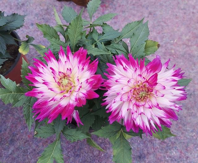 家中养1种花，花朵硕大，花色鲜艳，比长寿花还漂亮