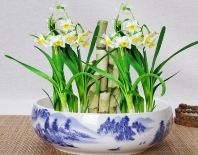室内养盆水仙花，春节期间开花，优雅大方，花香怡人