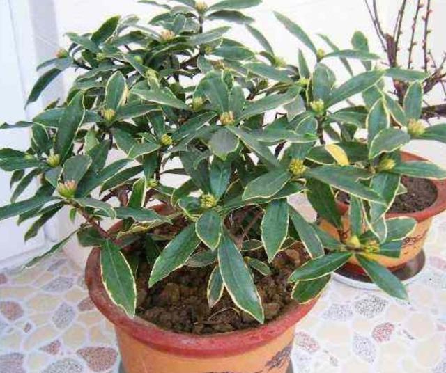 冬天养金边瑞香，经常补充1种促花肥，开花更多，花香更浓