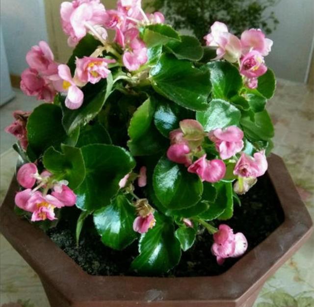 四季海棠不开花，养护方法不正确，做好这几点，花开满盆