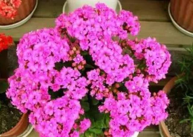 11月下旬，长寿花还没长花苞，马上采取3个促蕾措施