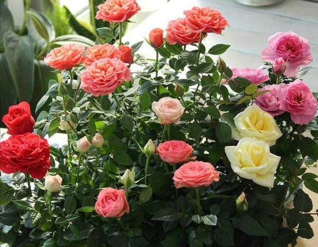 养月季花，冬春季节做好这些细节，长势旺盛，开花更艳丽