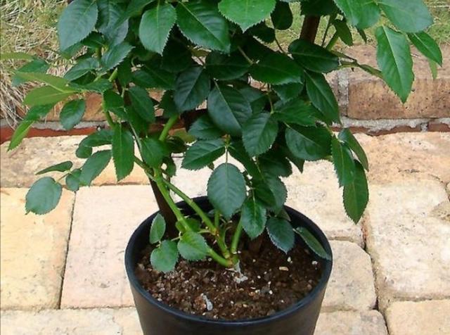 养月季花，冬春季节做好这些细节，长势旺盛，开花更艳丽