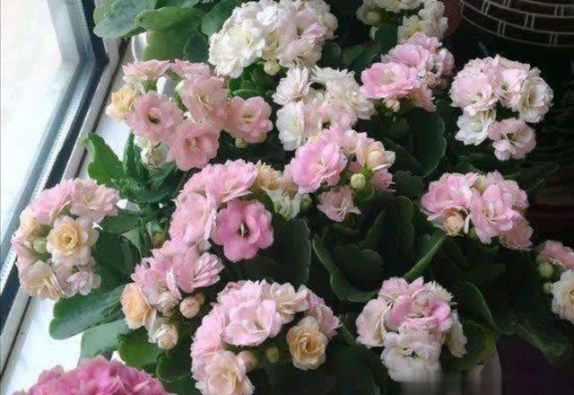 11月下旬，长寿花还没长花苞，马上采取3个促蕾措施