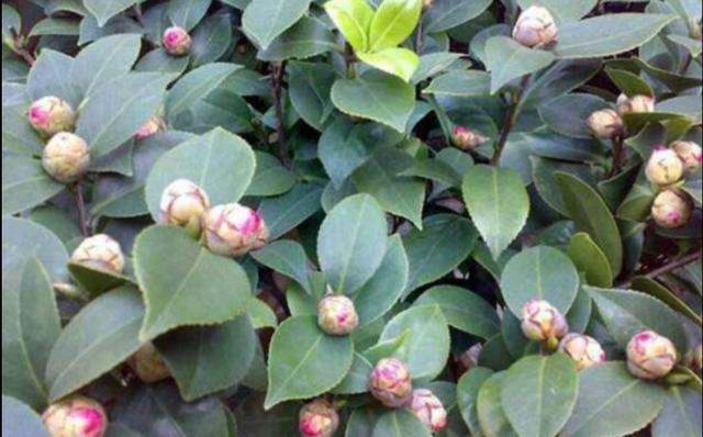 茶花孕蕾太多，要及时合理疏蕾，否则容易出现落蕾，影响开花