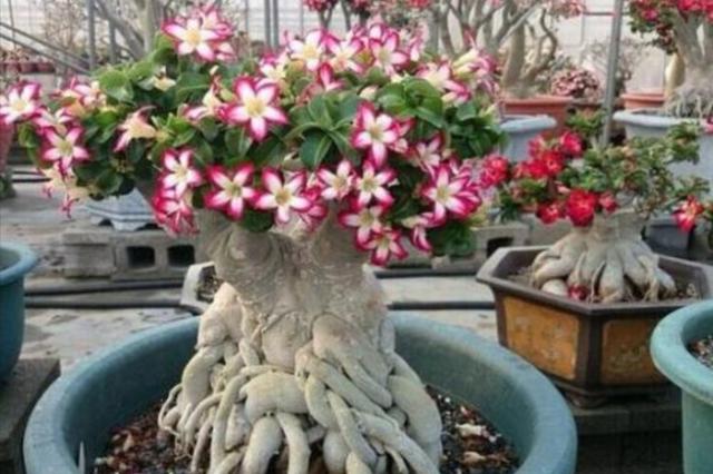 养什么花最省心，3种耐旱的花卉，旱着养开花更美艳