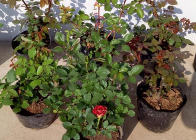 养月季花，冬春季节做好这些细节，长势旺盛，开花更艳丽