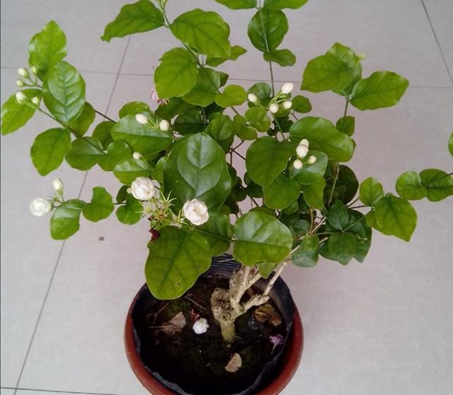 冬天茉莉花出现落叶，多与这几个原因有关，养护时要多注意