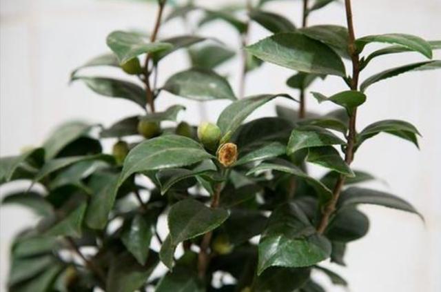 茶花孕蕾太多，要及时合理疏蕾，否则容易出现落蕾，影响开花