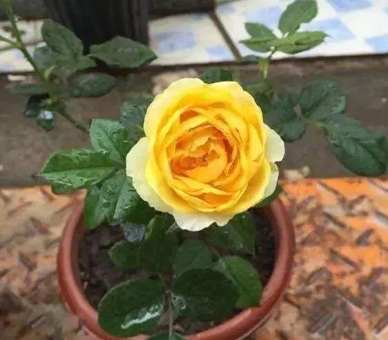 这种花比玫瑰漂亮，比绿萝好养，花期长达200天，家庭盆栽最合适