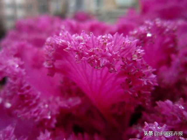 “叶牡丹”绚丽如花，成为冬日里最亮的那抹色彩