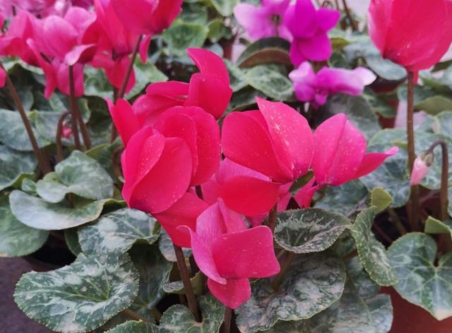 仙客来开完花后，给它做好2件事，还能再次孕蕾开花
