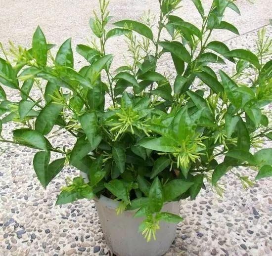 8种有毒花，用作盆栽要谨慎，有些不宜养；有些皮肤接触有伤害
