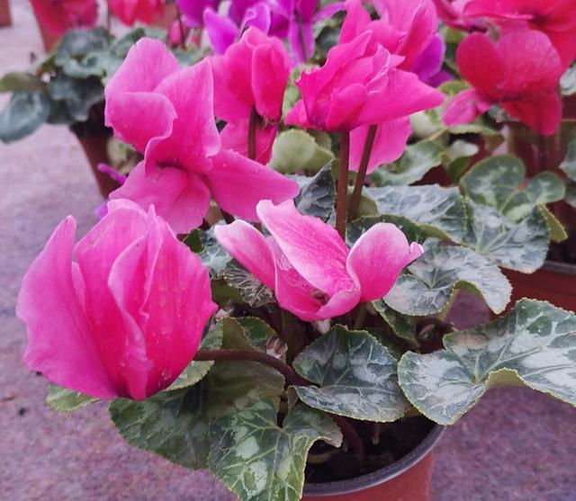 仙客来开完花后，给它做好2件事，还能再次孕蕾开花
