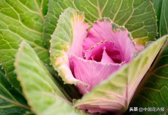 “叶牡丹”绚丽如花，成为冬日里最亮的那抹色彩