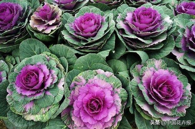 “叶牡丹”绚丽如花，成为冬日里最亮的那抹色彩