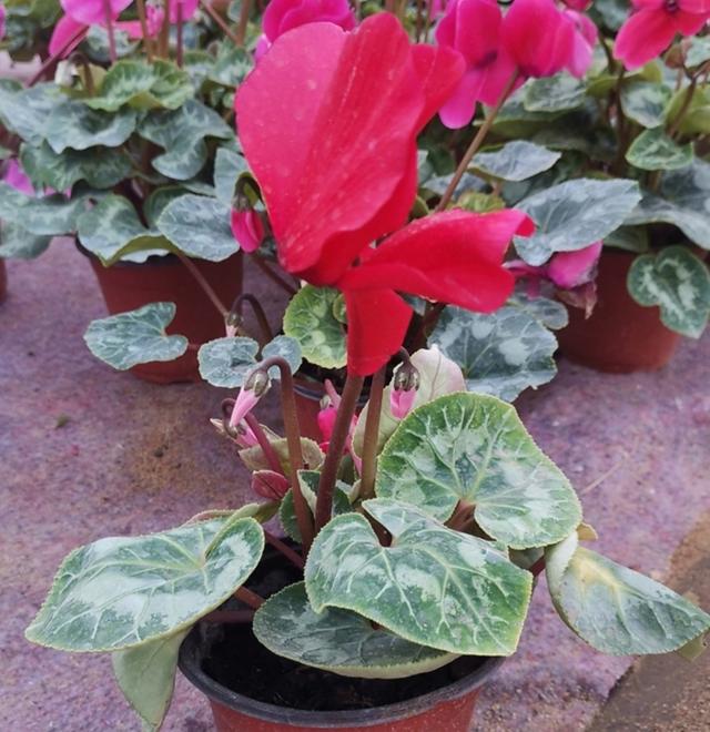 仙客来开完花后，给它做好2件事，还能再次孕蕾开花