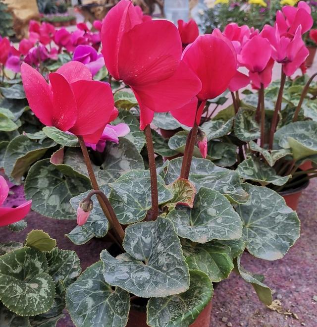 仙客来开完花后，给它做好2件事，还能再次孕蕾开花