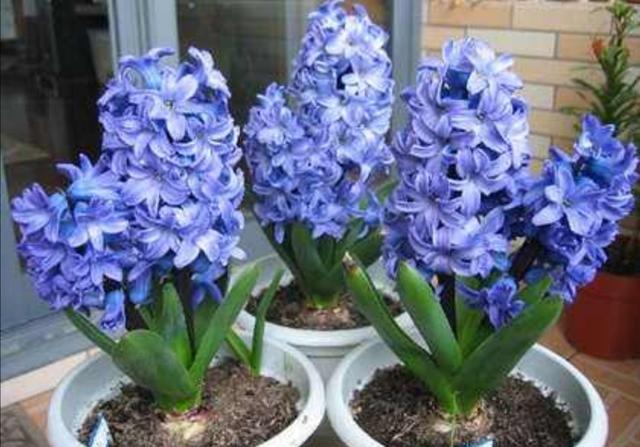 11月栽上1种球根，春节期间开花五颜六色，既漂亮又喜庆