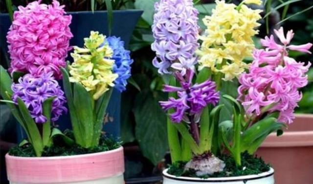11月栽上1种球根，春节期间开花五颜六色，既漂亮又喜庆