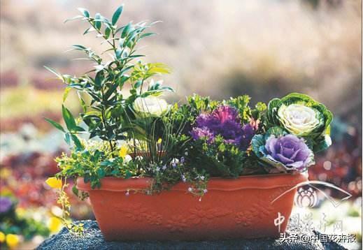 “叶牡丹”绚丽如花，成为冬日里最亮的那抹色彩
