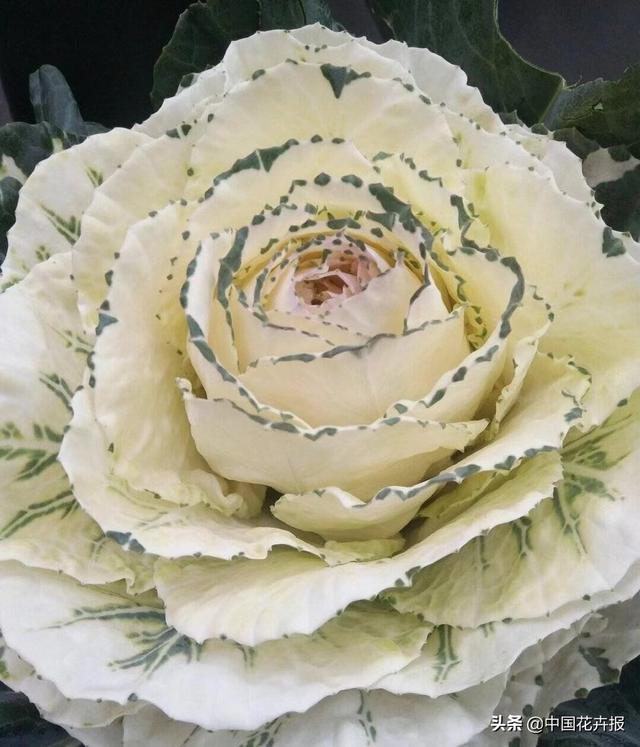 “叶牡丹”绚丽如花，成为冬日里最亮的那抹色彩